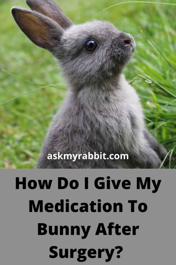 How Do I Give My Medication To Bunny After Surgery?