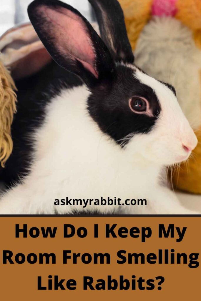How Do I Keep My Room From Smelling Like Rabbits?