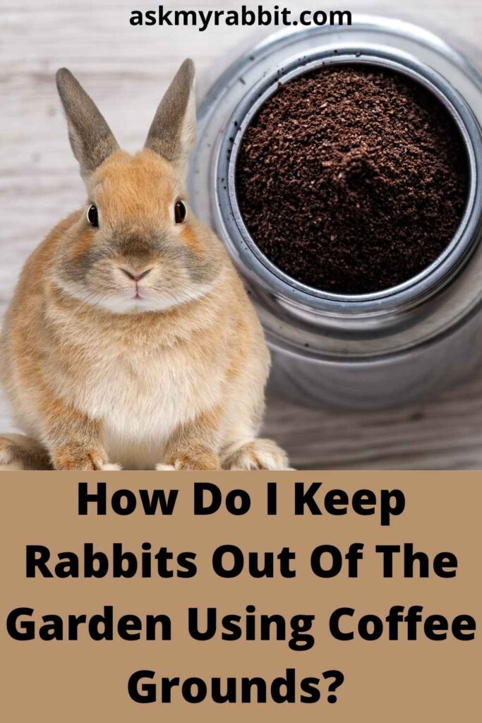 How Do I Keep Rabbits Out Of The Garden Using Coffee Grounds? 