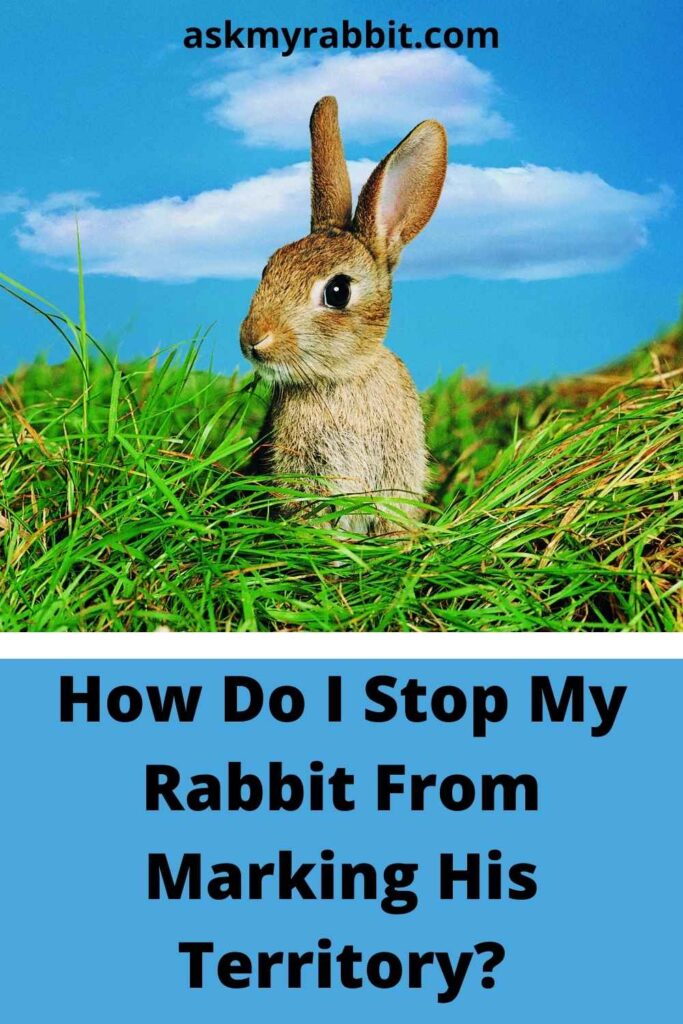 How Do I Stop My Rabbit From Marking His Territory?