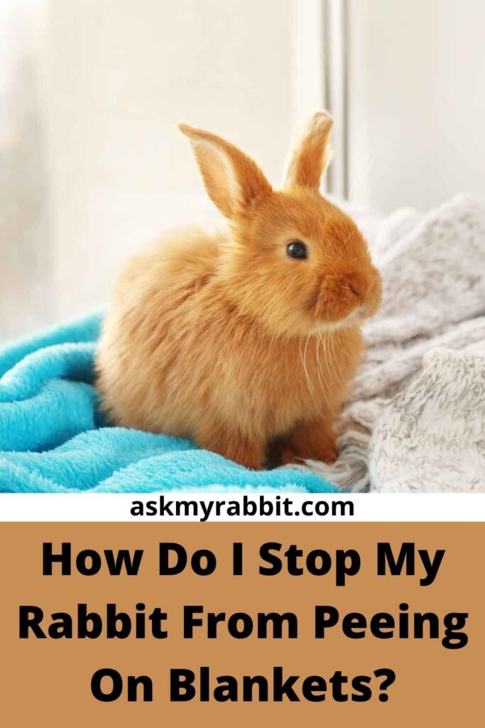 How Do I Stop My Rabbit From Peeing On Blankets?