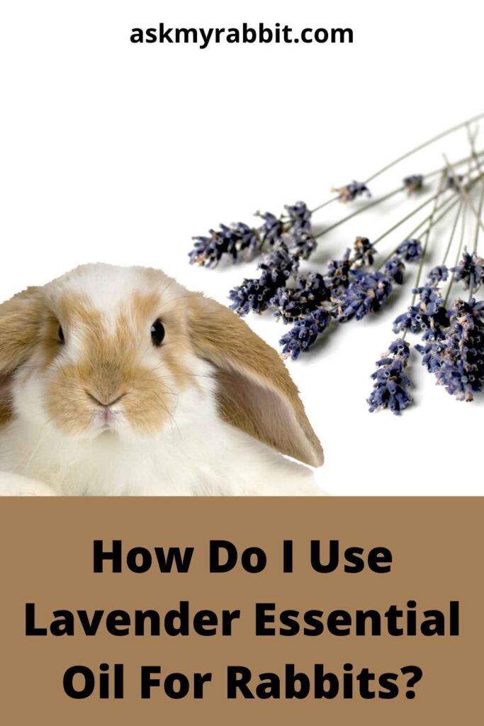 How Do I Use Lavender Essential Oil For Rabbits?