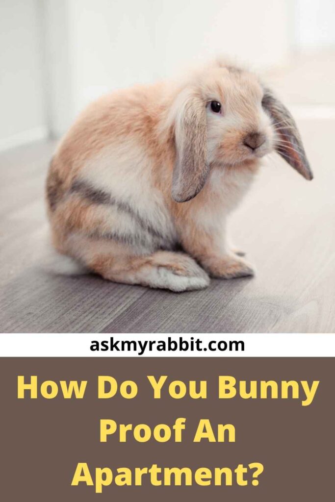 How Do You Bunny Proof An Apartment?