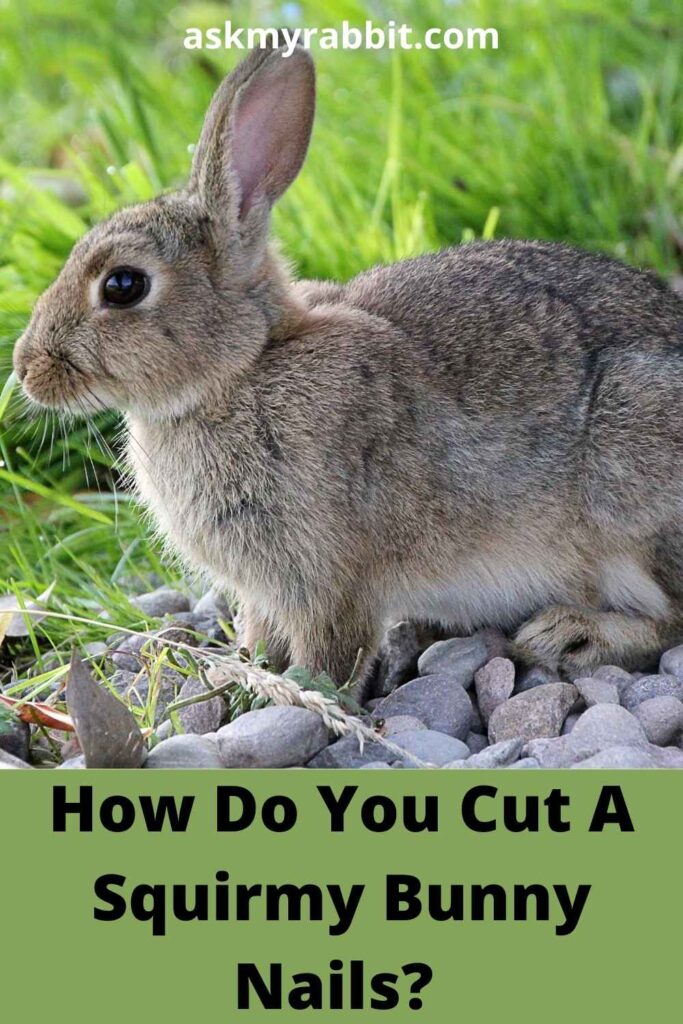How Do You Cut A Squirmy Bunny Nails?