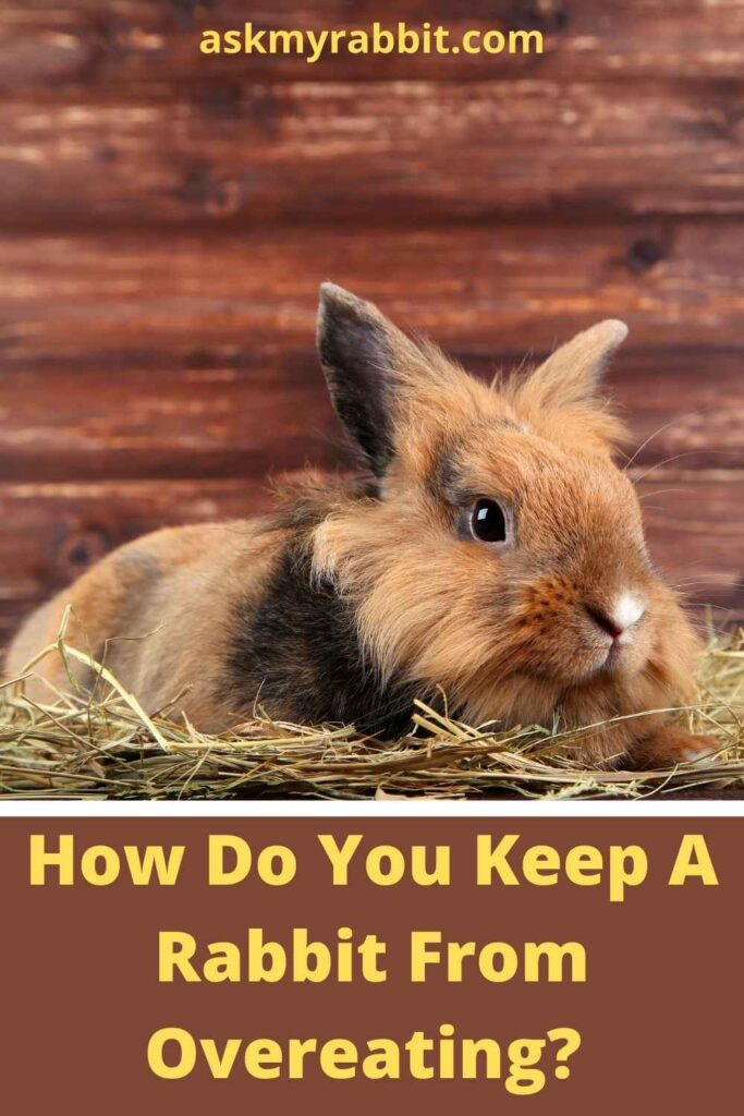 How Do You Keep A Rabbit From Overeating?