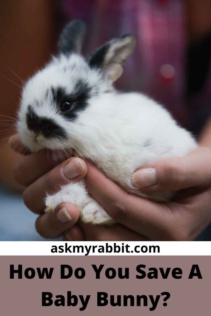 How Do You Save A Baby Bunny?