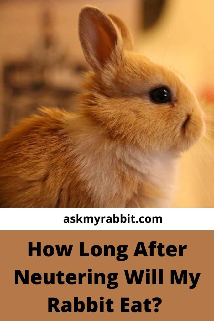 How Long Can A Rabbit Go Without Eating After Surgery?