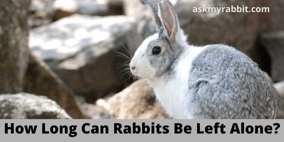 How Long Can Rabbits Be Left Alone?