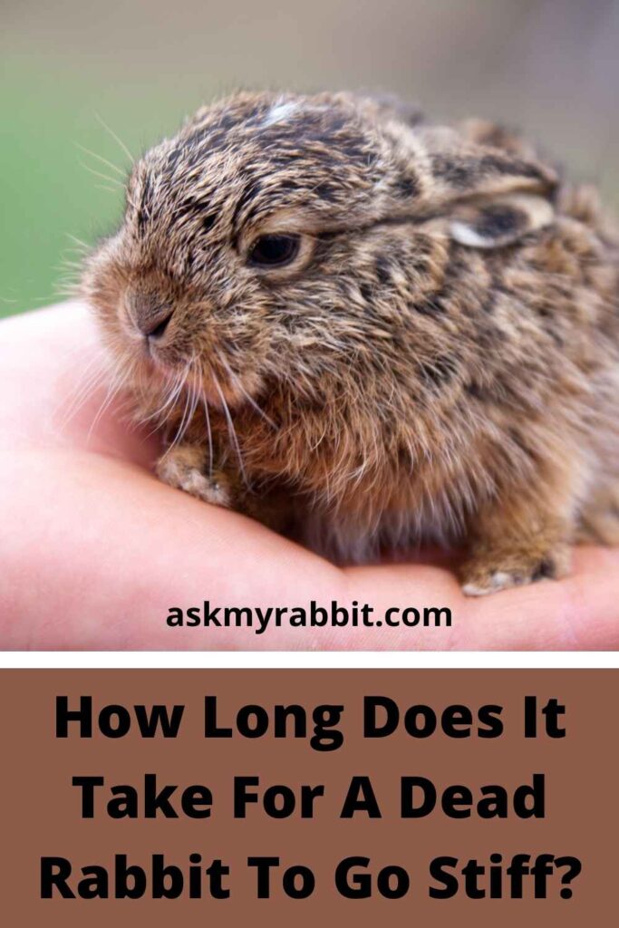 How Long Does It Take For A Dead Rabbit To Go Stiff?