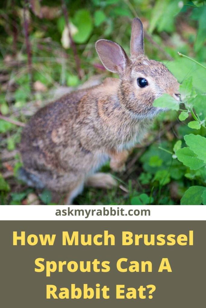 How Much Brussel Sprouts Can A Rabbit Eat?