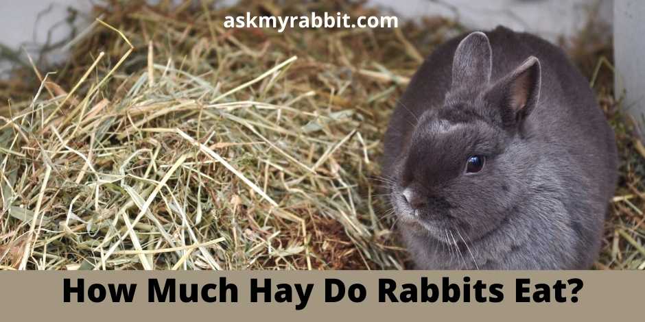 How Much Hay Do Rabbits Eat?