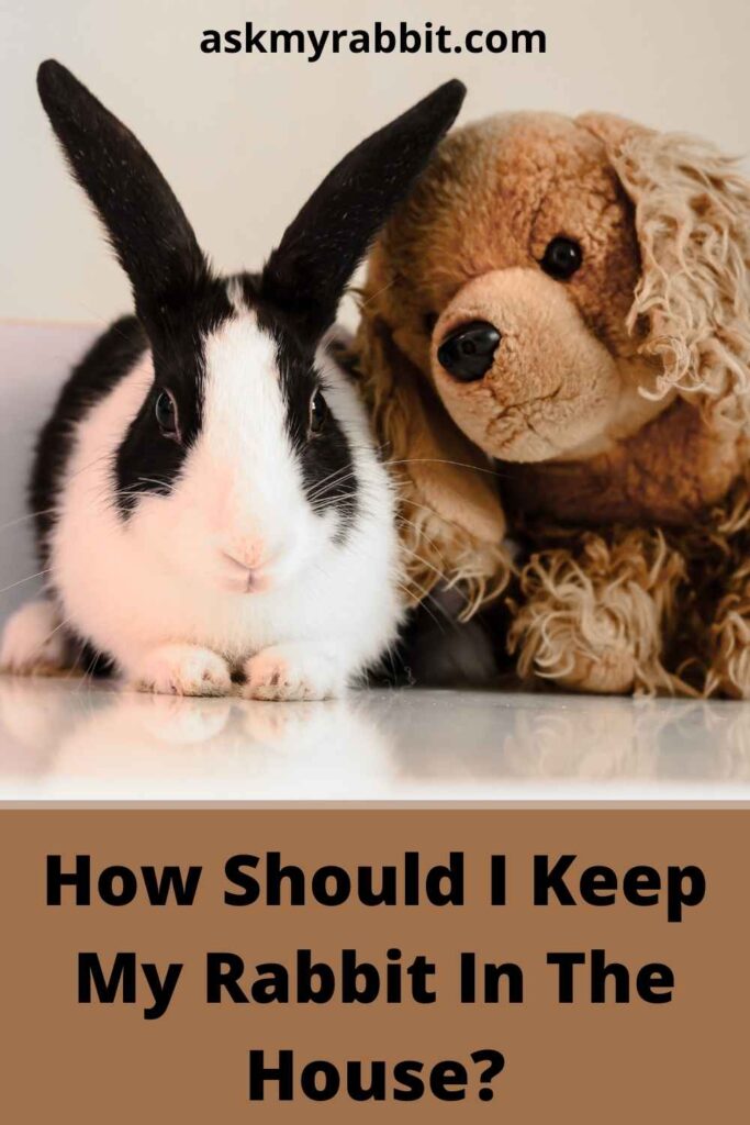 How Should I Keep My Rabbit In The House?