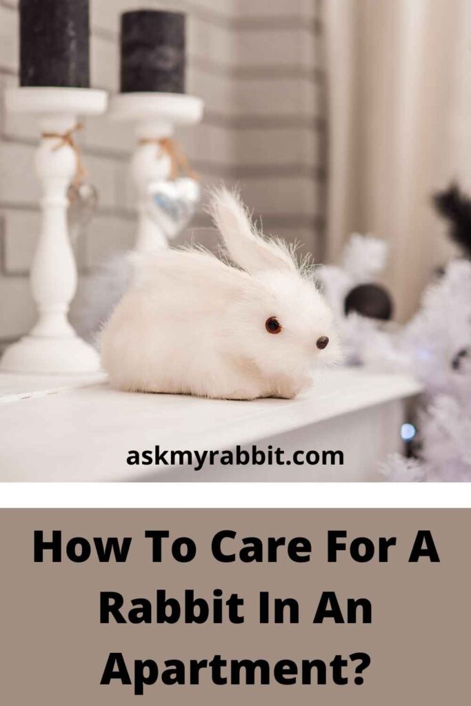 How To Care For A Rabbit In An Apartment?