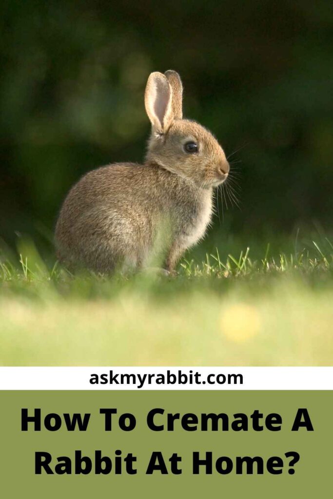 How To Cremate A Rabbit At Home?