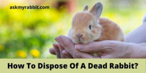 How To Dispose Of A Dead Rabbit?