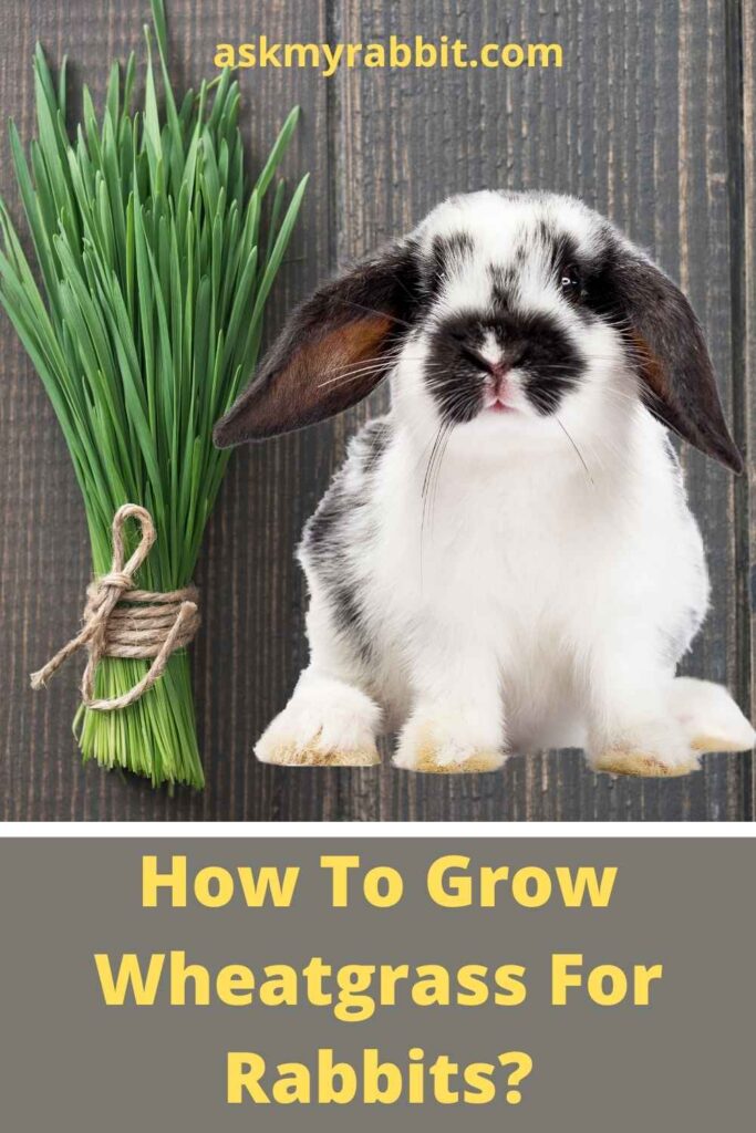 How To Grow Wheatgrass For Rabbits?