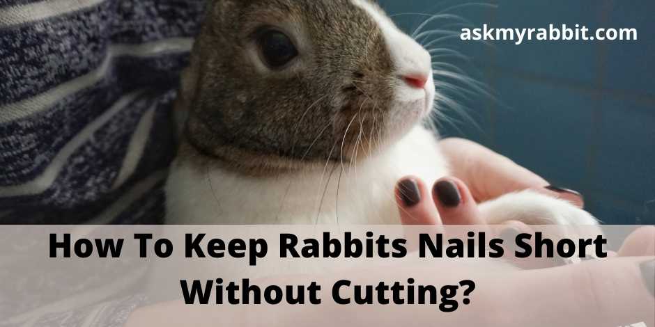 How To Keep Rabbits Nails Short Without Cutting?