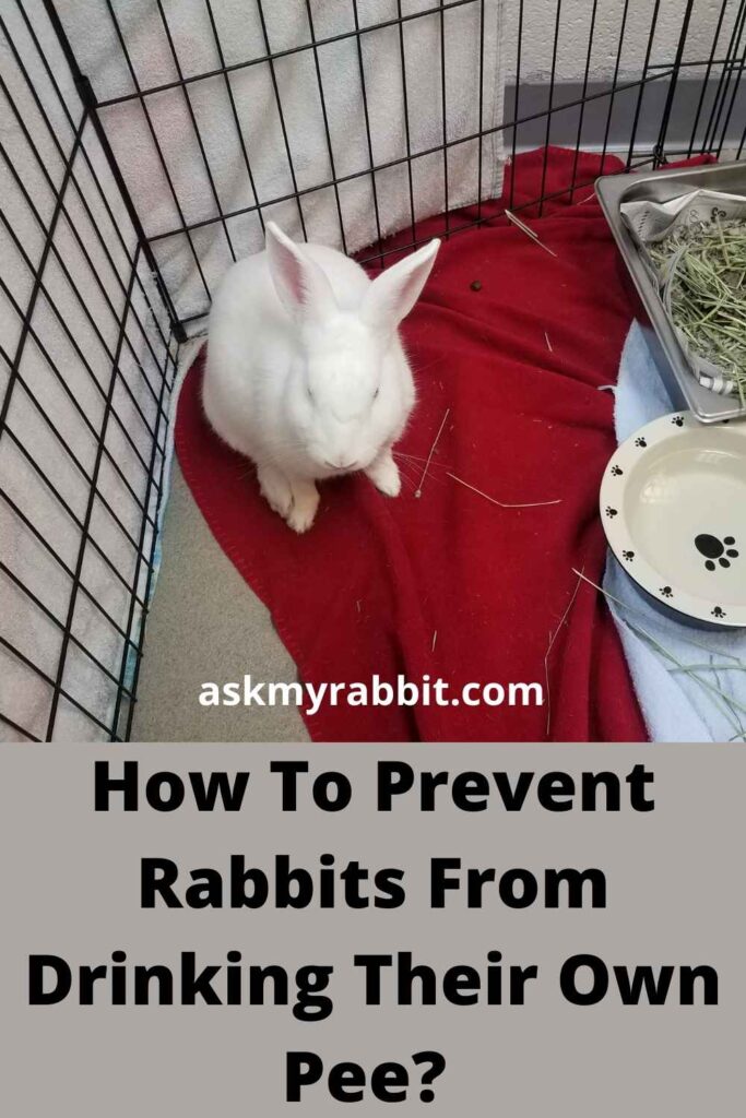 How To Prevent Rabbits From Drinking Their Own Pee?  