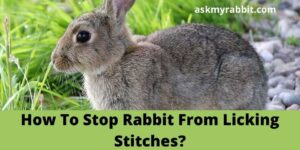 How To Stop Rabbit From Licking Stitches?