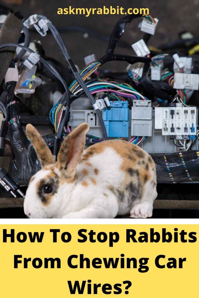 How To Stop Rabbits From Chewing Car Wires?