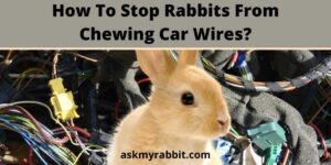 How To Stop Rabbits From Chewing Car Wires?