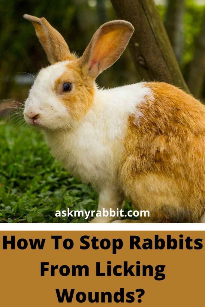 How To Stop Rabbits From Licking Wounds?
