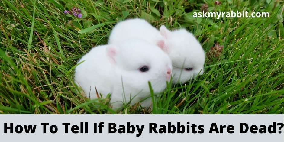How To Tell If Baby Rabbits Are Dead?
