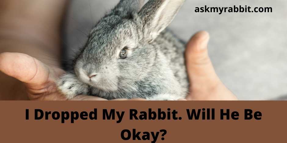 I Dropped My Rabbit. Will He Be Okay?