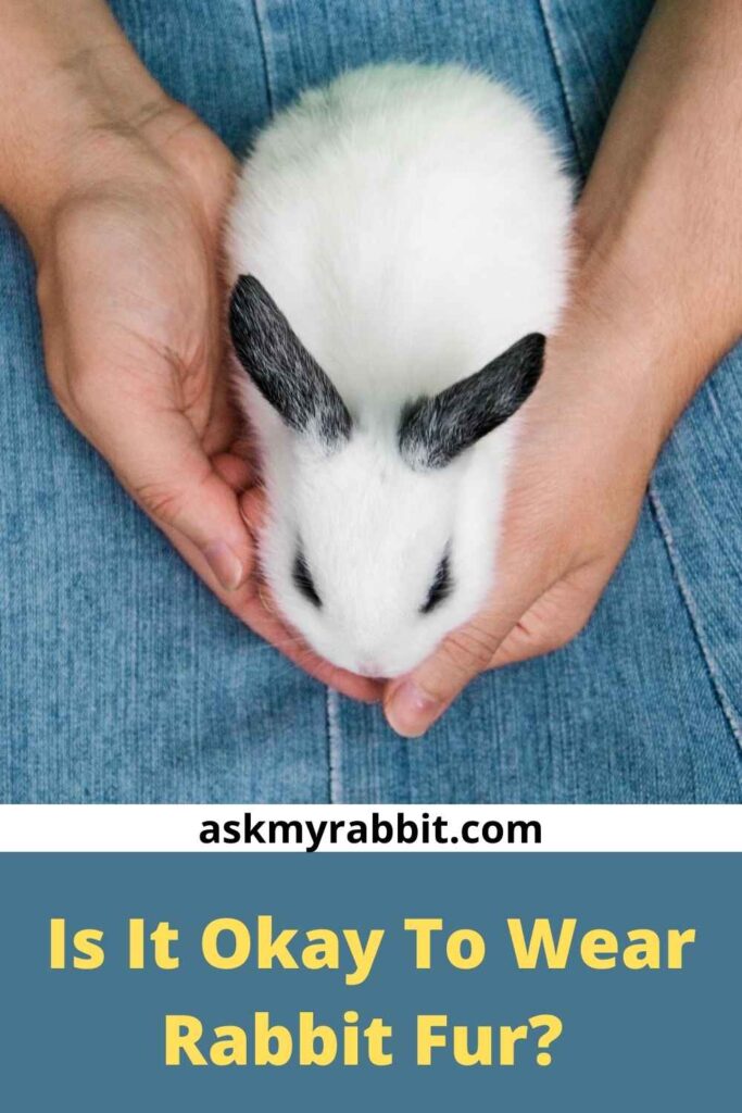 Is It Okay To Wear Rabbit Fur? 