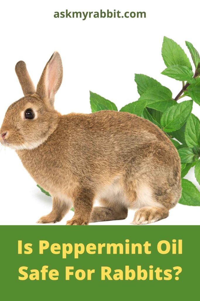 Is Peppermint Oil Safe For Rabbits? 