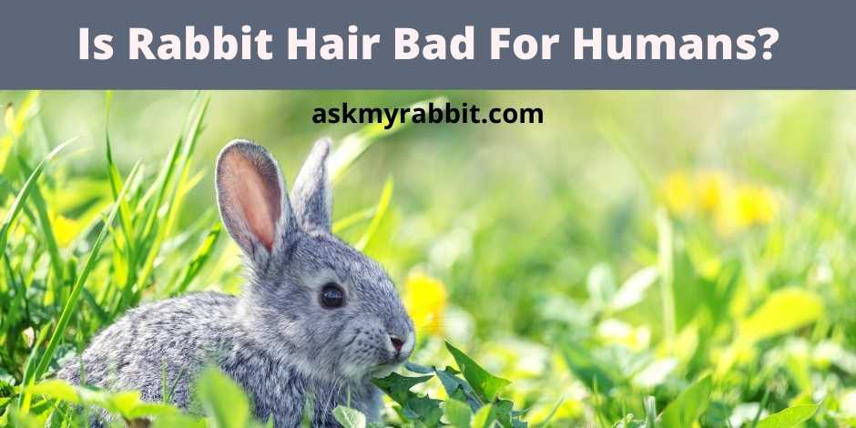 Is Rabbit Hair Bad For Humans? 