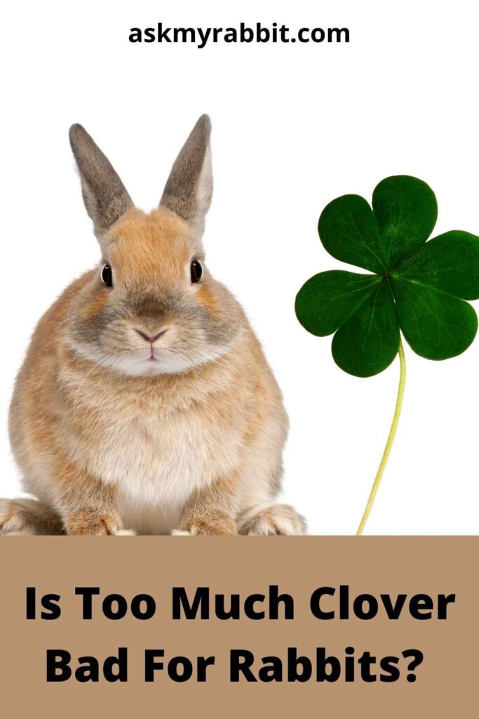 Is Too Much Clover Bad For Rabbits?