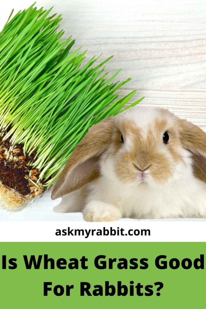 Is Wheat Grass Good For Rabbits?
