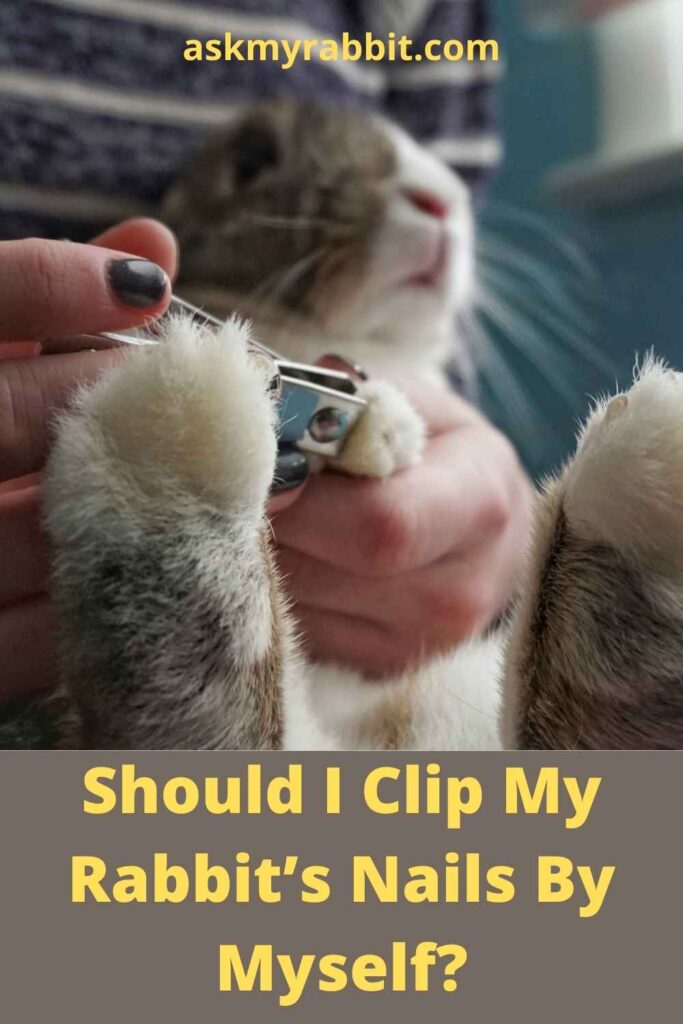 Should I Clip My Rabbit’s Nails By Myself?