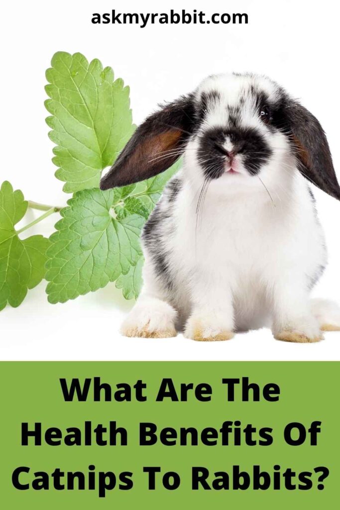 What Are The Health Benefits Of Catnips To Rabbits?