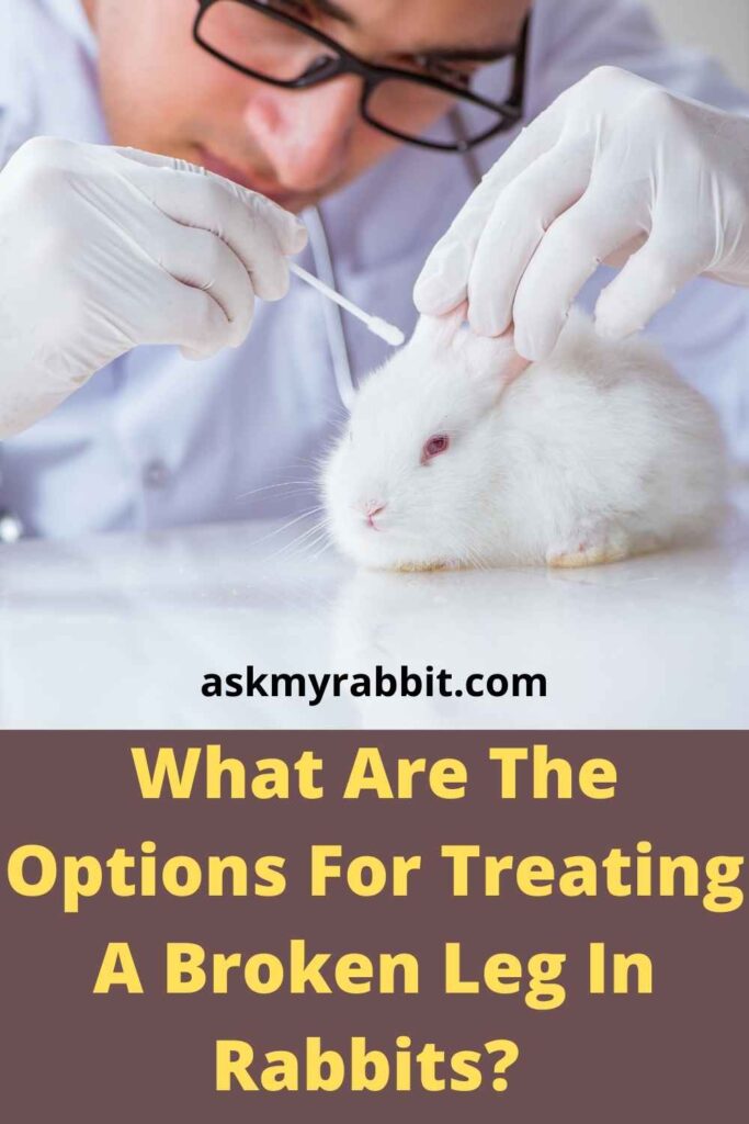 What Are The Options For Treating A Broken Leg In Rabbits? 
