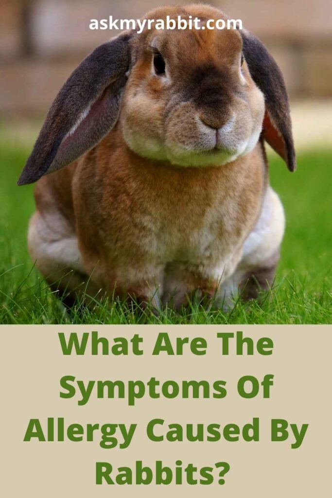 What Are The Symptoms Of Allergy Caused By Rabbits? 