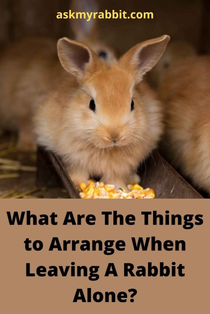 What Are The Things to Arrange When Leaving A Rabbit Alone?