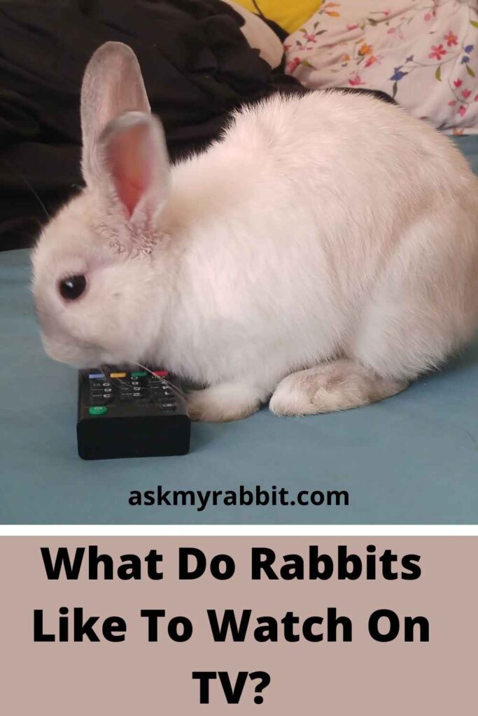 What Do Rabbits Like To Watch On TV?