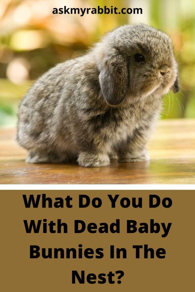 What Do You Do With Dead Baby Bunnies In The Nest?