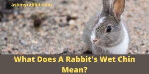 What Does A Rabbit’s Wet Chin Mean? How To Clean Under A Rabbit’s Chin?