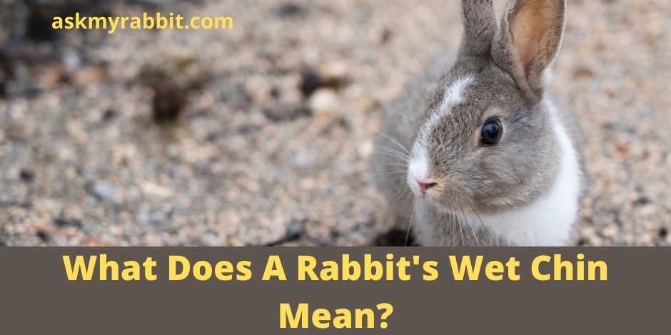 What Does A Rabbit's Wet Chin Mean?