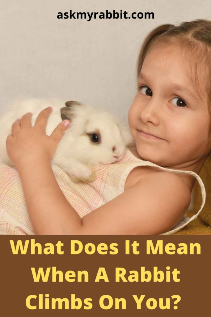 What Does It Mean When A Rabbit Climbs On You?