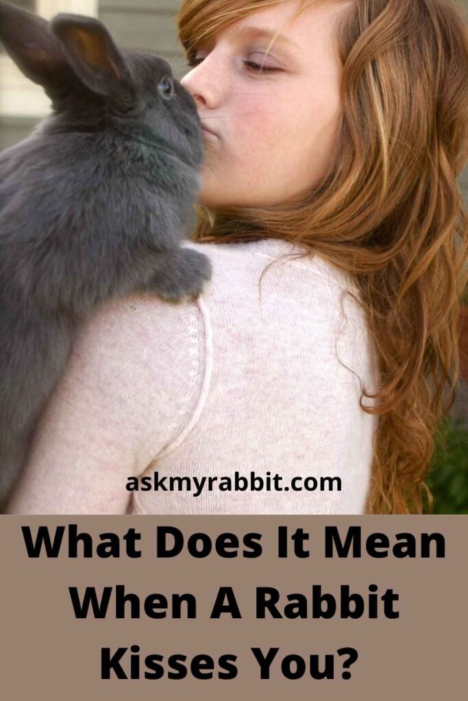 What Does It Mean When A Rabbit Kisses You? 