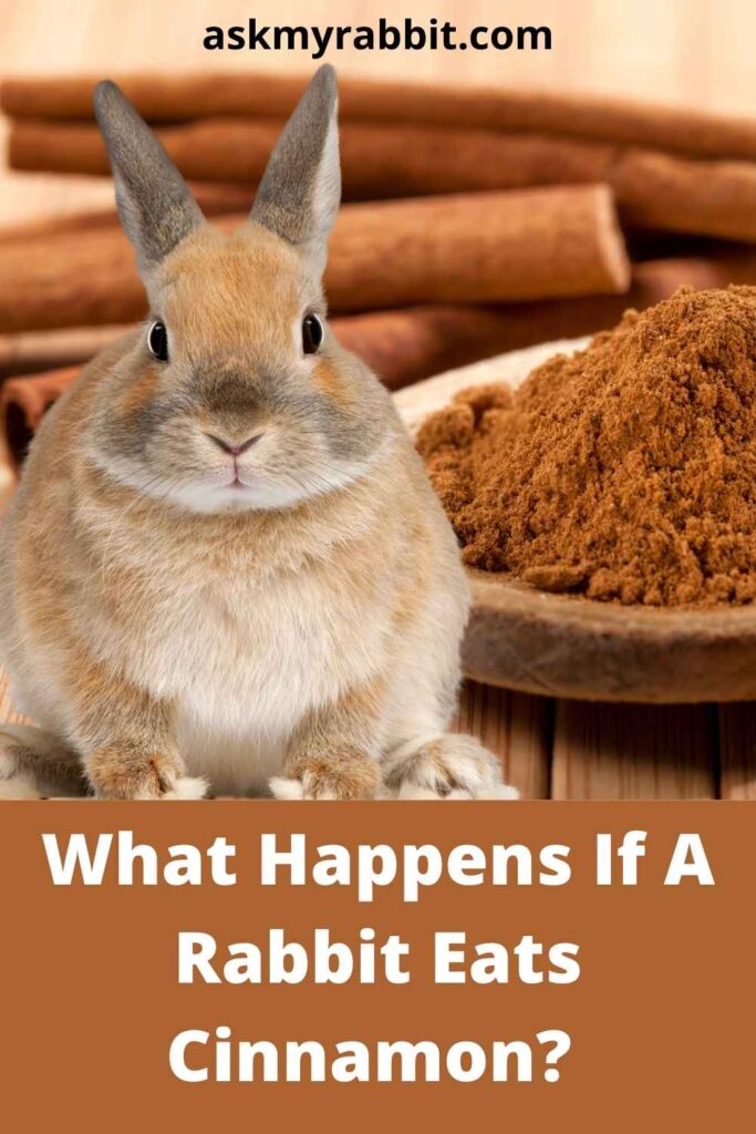 What Happens If A Rabbit Eats Cinnamon? 