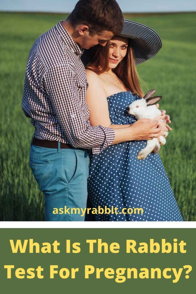 What Is The Rabbit Test For Pregnancy?