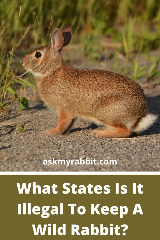 What States Is It Illegal To Keep A Wild Rabbit?