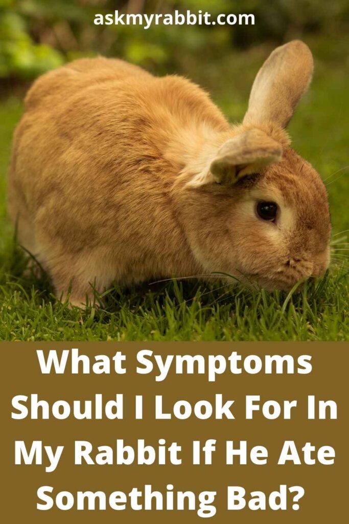 What Symptoms Should I Look For In My Rabbit If He Ate Something Bad?