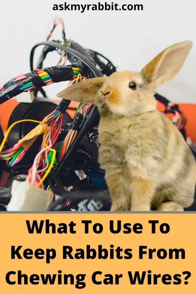 What To Use To Keep Rabbits From Chewing Car Wires?