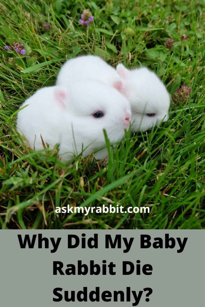 Why Did My Baby Rabbit Die Suddenly?